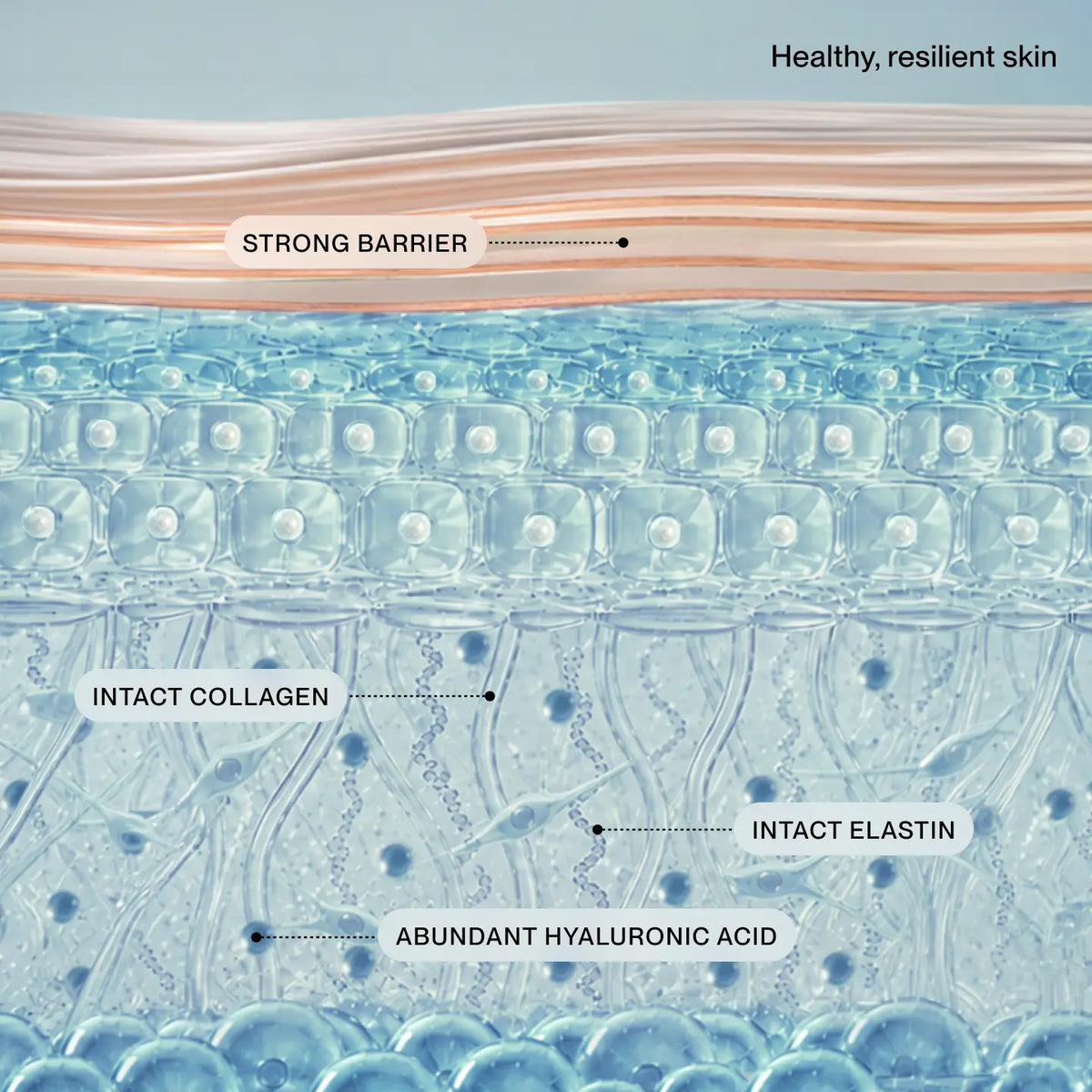 An educational diagram of human skin layers, showing a healthy, resilient skin structure with labels pointing to the strong barrier, intact collagen, intact elastin, and abundant hyaluronic acid.