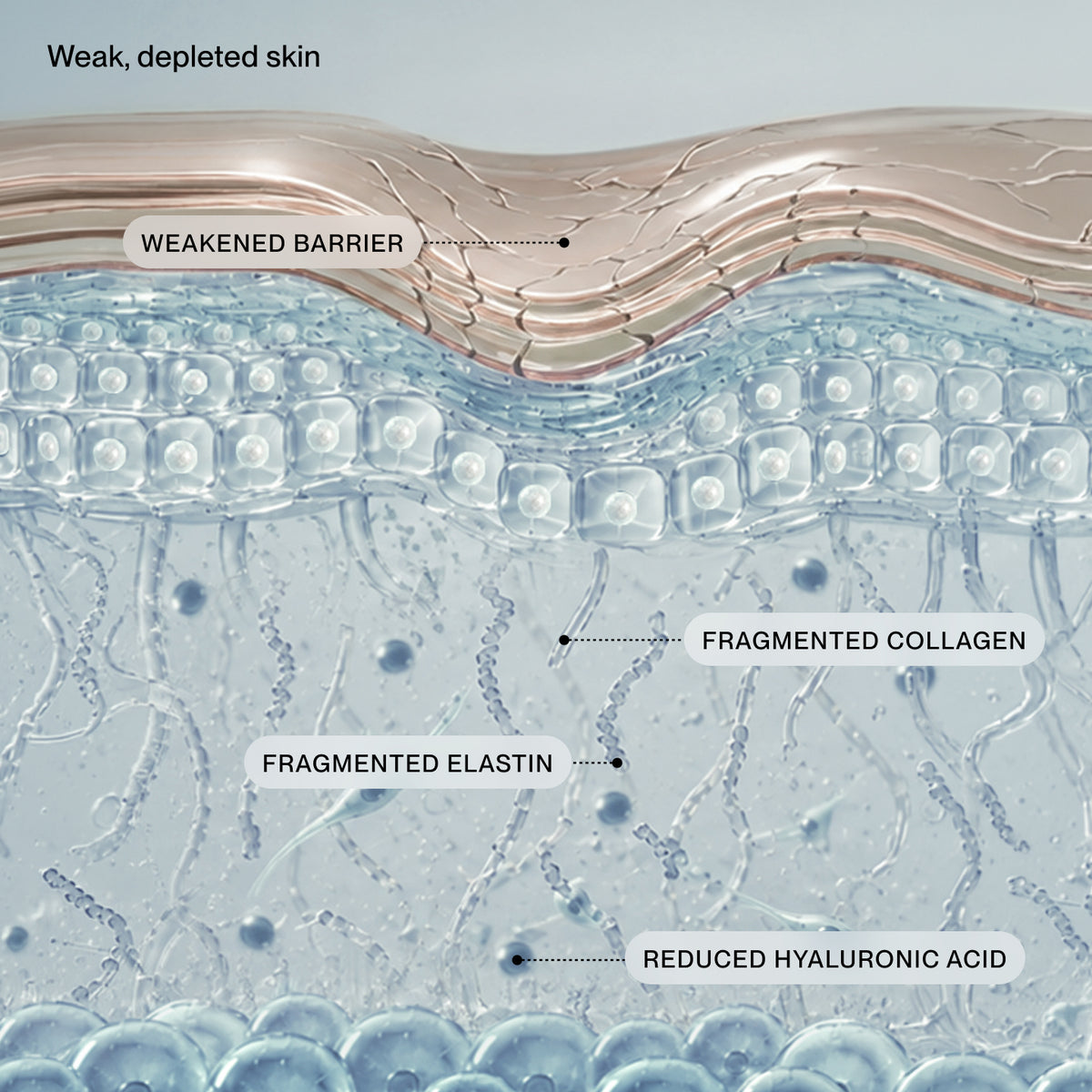 An explanatory cross-section diagram of skin layers with callouts reading 'Weak, depleted skin,' 'Weekended Barrier,' 'Fragmented Collagen,' 'Intact Elastin,' and 'Reduced Hyaluronic Acid.' 